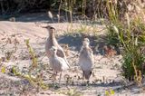 Cream-coloured Courser - Renvogel - Cursorius cursor