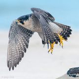 Peregrine - Slechtvalk - Falco peregrinus