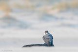 Peregrine - Slechtvalk - Falco peregrinus