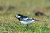 Pied Wagtail - Rouwkwikstaart - Motacilla yarrellii