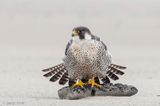 Peregrine - Slechtvalk - Falco peregrinus
