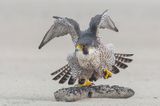 Peregrine - Slechtvalk - Falco peregrinus