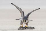 Peregrine - Slechtvalk - Falco peregrinus
