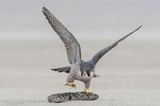 Peregrine - Slechtvalk - Falco peregrinus