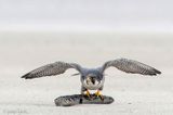 Peregrine - Slechtvalk - Falco peregrinus