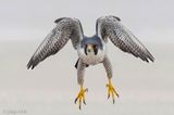 Peregrine - Slechtvalk - Falco peregrinus
