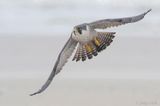 Peregrine - Slechtvalk - Falco peregrinus