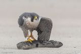 Peregrine - Slechtvalk - Falco peregrinus