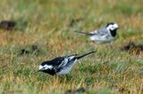 Pied Wagtail - Rouwkwikstaart - Motacilla yarrellii