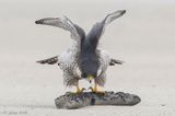 Peregrine - Slechtvalk - Falco peregrinus