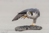 Peregrine - Slechtvalk - Falco peregrinus