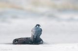 Peregrine - Slechtvalk - Falco peregrinus