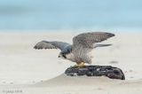 Peregrine - Slechtvalk - Falco peregrinus