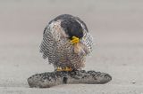 Peregrine - Slechtvalk - Falco peregrinus