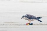 Peregrine - Slechtvalk - Falco peregrinus