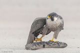 Peregrine - Slechtvalk - Falco peregrinus