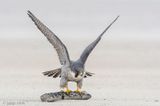 Peregrine - Slechtvalk - Falco peregrinus