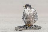 Peregrine - Slechtvalk - Falco peregrinus