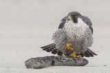 Peregrine - Slechtvalk - Falco peregrinus