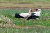 White Stork - Ooievaar - Ciconia ciconia