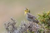 Cinereous Bunting - Smyrnagors - Emberiza cineracea