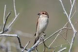 Red-backed Shrike - Grauwe Klauwier - Lanius collurio