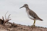 Wood Sandpiper - Bosruiter - Tringa glareola