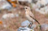Isabelline Wheatear - Izabeltapuit - Oenanthe isabellina