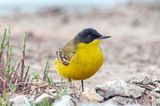 Black-headed (yellow) wagtail - Balkan Gele Kwikstaart - Motacilla (flava) feldegg