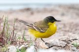 Black-headed (yellow) wagtail - Balkan Gele Kwikstaart - Motacilla (flava) feldegg
