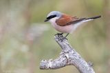 Red-backed Shrike - Grauwe Klauwier - Lanius collurio