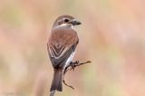 Red-backed Shrike - Grauwe Klauwier - Lanius collurio