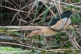 Little Bittern - Woudaap - Ixobrychus minutus