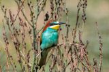 European Bee-eater - Bijeneter - Merops apiaster
