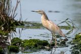 Squacco Heron - Ralreiger - Ardeola ralloides