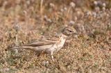 Greater Short-toed Lark - Kortteenleeuwerik - Calandrella brachydactyla