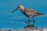 Curlew Sandpiper - Krombekstrandloper - Calidris ferruginea