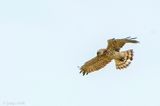Short-toed Eagle - Slangenarend - Circaetus gallicus