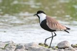 Spur-winged Plover - Sporenkievit - Vanellus spinosus