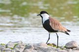 Spur-winged Plover - Sporenkievit - Vanellus spinosus