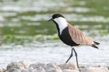 Spur-winged Plover - Sporenkievit - Vanellus spinosus