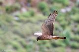 Montagus Harrier - Grauwe Kiekendief - Circus pygargus