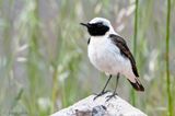 Eastern Black-eared Wheatear - Oostelijke Blonde Tapuit - Oenanthe melanoleuca