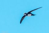 Alpine Swift - Alpengierzwaluw - Tachymarptis melba