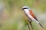 Red-backed Shrike - Grauwe Klauwier - Lanius collurio