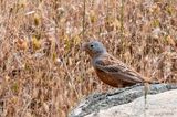 Cretzschmars Bunting - Bruinkeelortolaan - Emberiza caesia