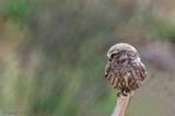 Little Owl -  Steenuil - Athene noctua