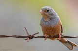 Cretzschmars Bunting - Bruinkeelortolaan - Emberiza caesia