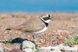 Little Ringed Plover - Kleine Plevier - Charadrius dubius