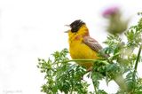 Black-headed Bunting - Zwartkopgors - Emberiza melanocephala